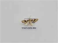 藏品(尺蛾568)的圖片
